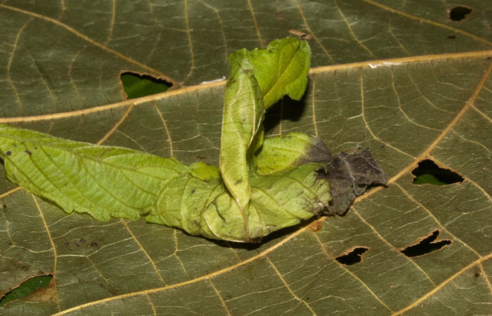 Figura 15 Pupa de <i>Parilexia</i> cermalaDHJ01, Geometridae, detalle de la pupa ,  (19-SRNP-30457-DHJ764187).