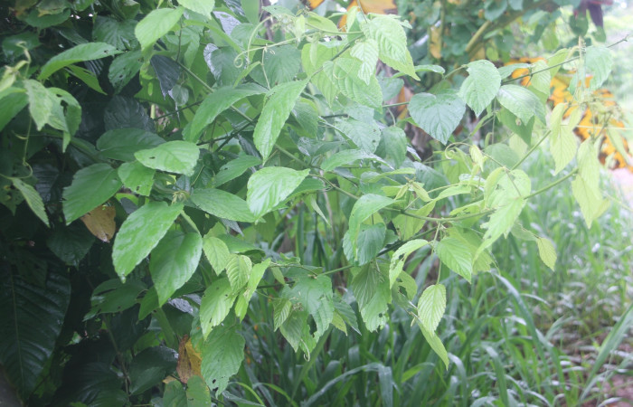 Figura 5. planta hospedera de la  que se alimenta  <i>Parilexia</i> cermalaDHJ01 de la familia, geometridae <i>Gouania polygama</i>.  (Rhamnaceae) Foto Keiner Aragon Calero,24/08/2023.