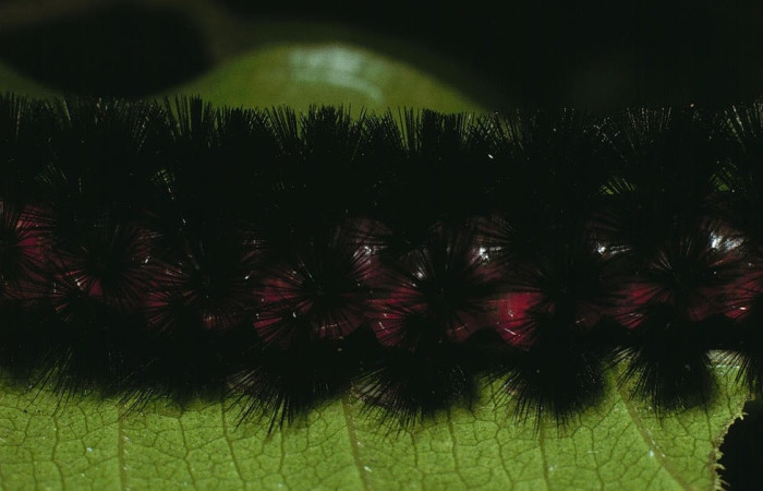 Fig. 10 Larva <i>Idalus herois</i>, Erebidae, (estadío U), mostrando la posición dorsal, se alimenta <i>Myrcia splendens</i>, familia (Myrtaceae). Voucher: 03-SRNP-5650-DHJ73809.jpg.
