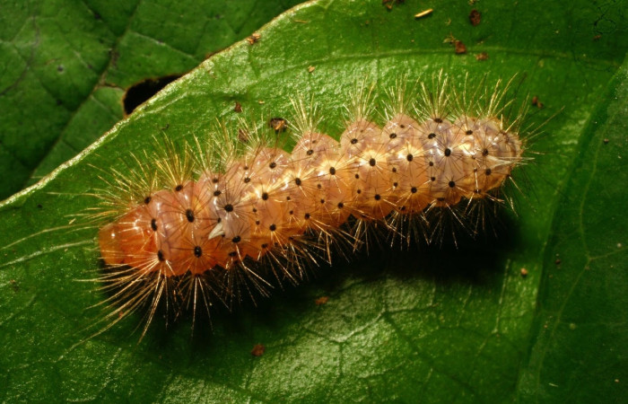 Fig. 12 Larva <i>Idalus</i>, perlineosaDHJ01, Erebidae, (estadío U), mostrando la posición dorsal entero, se alimenta <i>Roupala glaberrima</i>, familia (Proteaceae). Voucher: 10-SRNP-32106-DHJ477136.jpg.