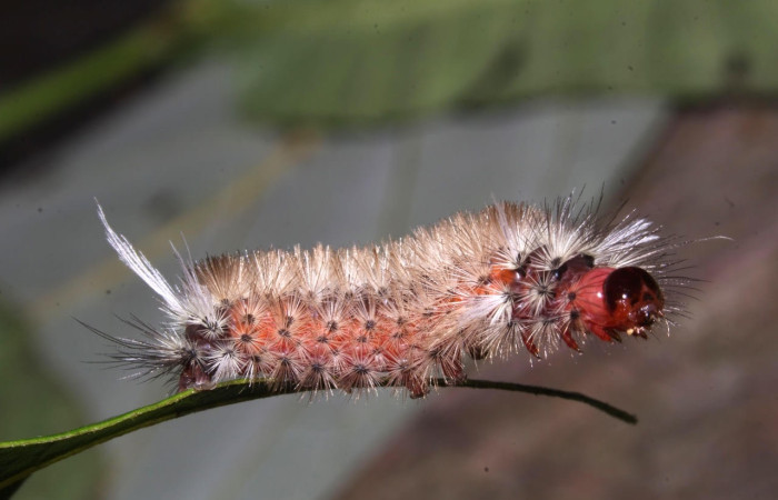 Fig. 16 Larva <i>Idalus</i> see voucher, Erebidae, (estadío Pu), mostrando la posición lateral entero, se alimenta <i>Myrcia splendens</i>, familia (Myrtaceae). Voucher: 17-SRNP-31742-DHJ739481.jpg.