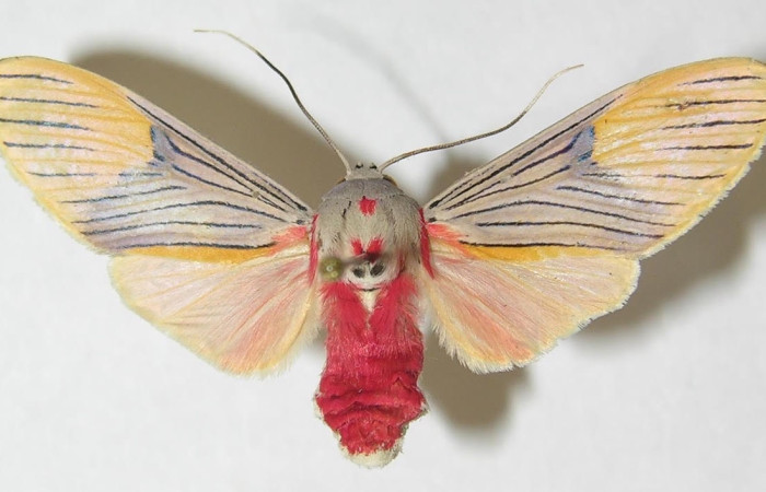 Fig.3 Adulto <i>Idalus</i> perlineosaDHJ01, Erebidae, mostrando la parte  dorsal. Sector Pitilla, Sendero Memo, elevación 740metros. Voucher: 10-SRNP-32106-DHJ538070.