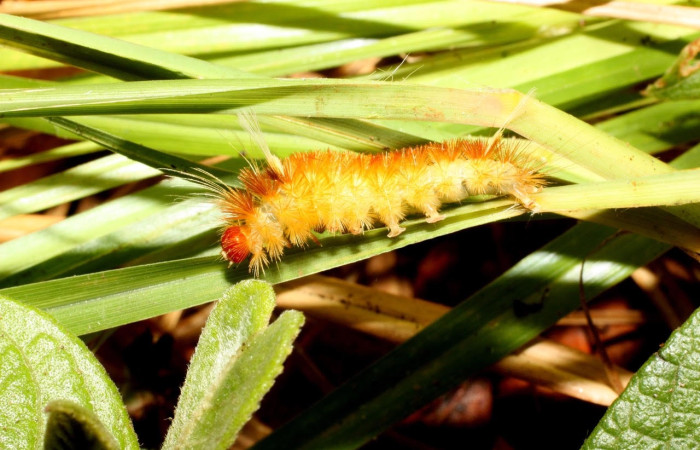 Fig. 14 Larva <i>Idalus</i> perlineosaDHJ02new, Erebidae, (estadío U), mostrando la posición lateral entero, se alimenta <i>Roupala montana</i>, familia (Proteaceae). Voucher: 13-SRNP-35479-DHJ490396.jpg.
