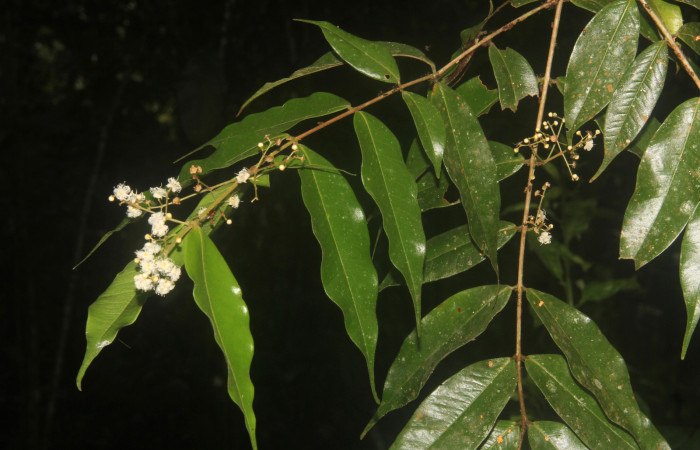 Fig. 18 Planta <i>Myrcia splendens</i> (Myrtaceae),
hospedera de la larva  <i>Idalus herois</i>, (Erebidae), Estación Pitilla. Calixto Moraga, foto tomada Octubre 2019.