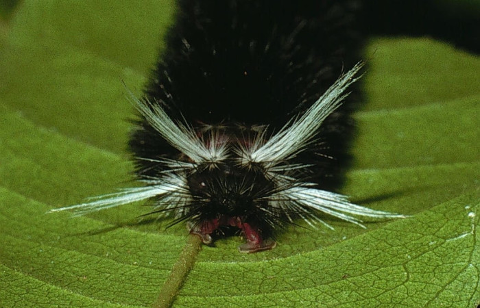 Fig. 8 Larva <i>Idalus herois</i>, Erebidae, (estadío U), mostrando la posición trasera, se alimenta <i>Myrcia splendens</i>, familia (Myrtaceae). Voucher: 03-SRNP-5650-DHJ73804.jpg.
