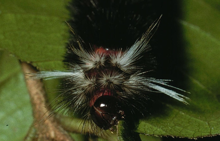 Fig. 9 Larva <i>Idalus herois</i>, Erebidae, (estadío U), mostrando la posición cabeza, se alimenta <i>Myrcia splendens</i>, familia (Myrtaceae). Voucher: 03-SRNP-5650-DHJ73805.jpg.