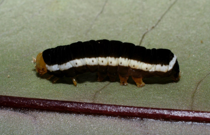 Figura 13. Detalle dorsalmente, <i>Callopistria</i> mexicanaDHJ02 (Erebidae), último estadio. (07-SRNP-65834-DHJ431333).