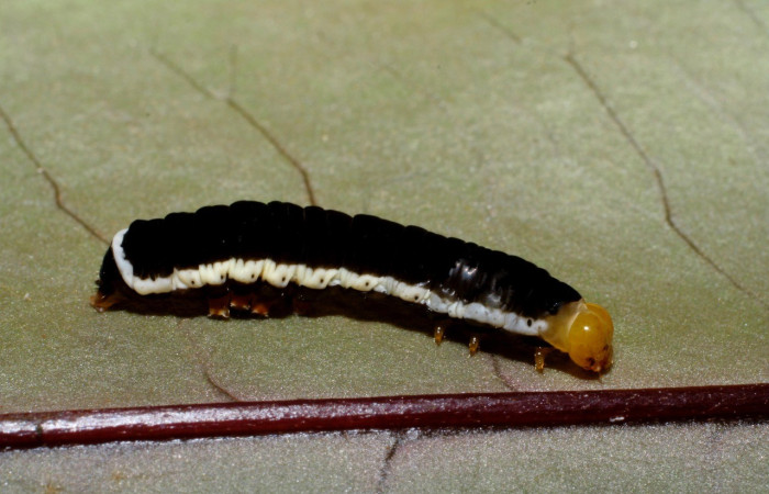 Figura 14. Detalle de su último estadio, <i>Callopistria</i> mexicanaDHJ02, (Erebidae). (07-SRNP-65834-DHJ431341).