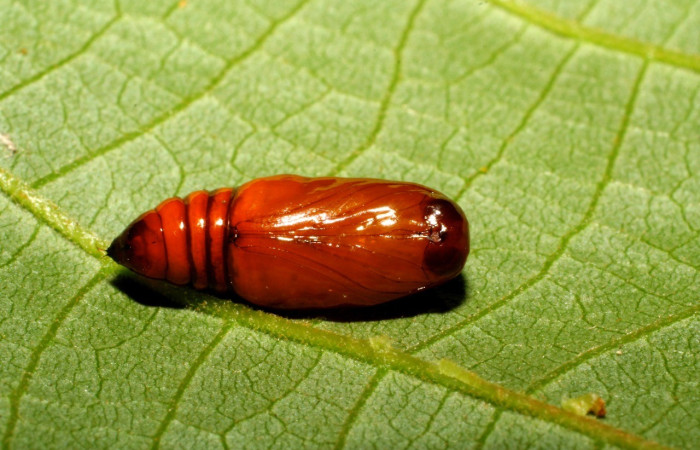 Figura 15. Detalle de pupa, <i>Callopistria</i> mexicanaDHJ02 (Erebidae). (07-SRNP-65834-DHJ436202).