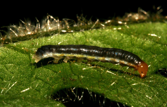 Figura 12. Detalle de alimentación, <i>Callopistria</i> mexicanaDH02 (Erebidae). (10-SRNP-43386-DHJ478371).