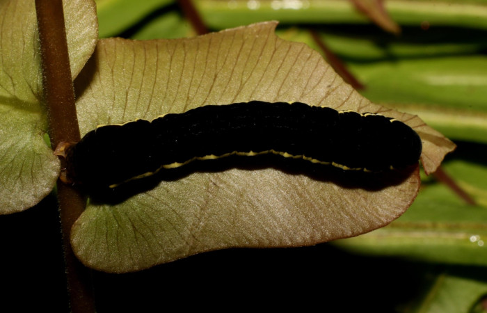 Figura 7. Detalle en último estadio <i>Callopistria mexicana</i> (Erebidae). (23-SRNP-26918-DHJ762430JPG).