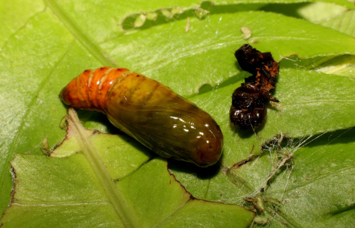 Figura 9. Detalle pupa, <i>Callopistria mexicana</i> (Erebidae). (23-SRNP-26939-DHJ762492JPG).