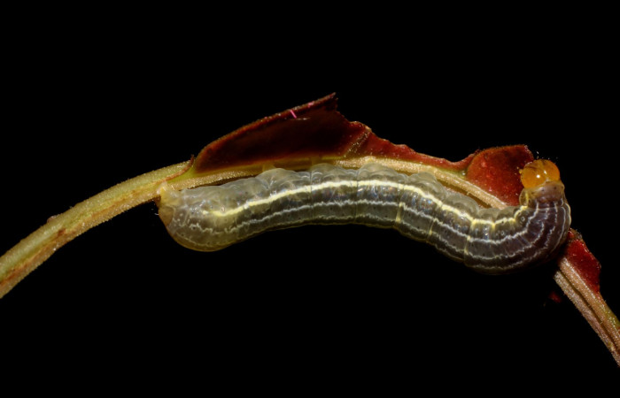 Figura 5. Detalle de tercer estadio <i>Callopistria mexicana</i> (Erebidae). (23-SRNP-26943-DHJ762461JPG).