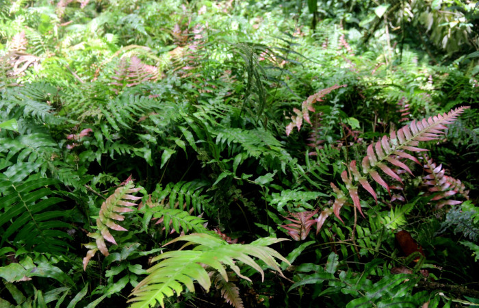 Fig 1. Unas de las planta hospedera donde se alimenta [IiCallopistria mexicana</i> (Erebidae) <i>Blechnum occidentale</i> (Blechnacea). Foto Minor Carmona, Estación Biológica Wege.