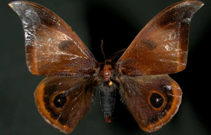 Fig. 46. Vista dorsal de macho de <i>Automeris phrynon</i> (Saturniidae). Voucher: 00-SRNP-11434-DHJ31082