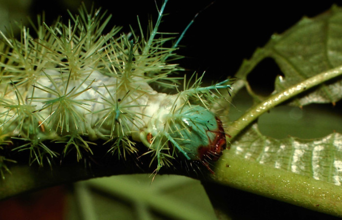 Fig. 27. Vista de la cabeza de <i>Automeris</i> zuganaDHJ02 (Saturniidae), último estadio. Voucher: 00-SRNP-21798-DHJ56422.jpg