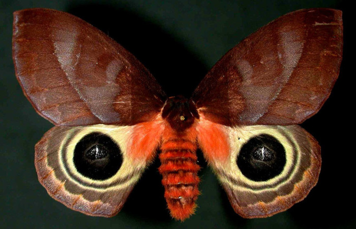 Fig. 44. Adulto hembra de <i>Automeris</i> anikmeisteraeDHJ01 (Saturniidae), vista dorsal. Voucher: 00-SRNP-2222-DHJ31066