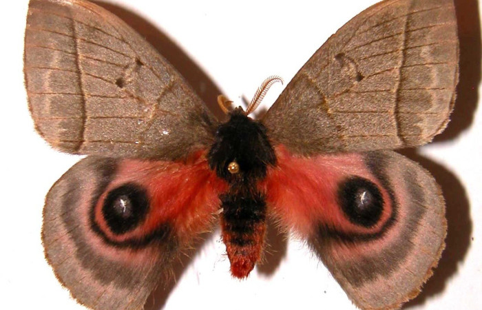 Fig. 60. Vista dorsal de macho de <i>Automeris managuana</i> (Saturniidae). Vista dorsal. Voucher: 01-SRNP-10528-DHJ36172