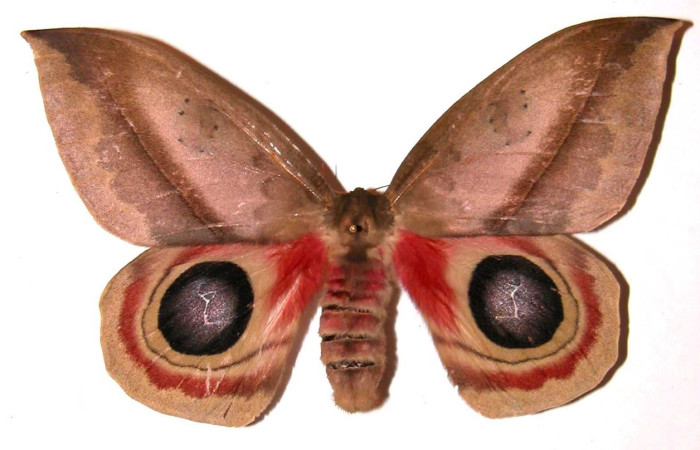 Fig. 48. Vista dorsal de hembra de <i>Automeris dagmarae</i> (Saturniidae). Voucher: 01-SRNP-2325-DHJ36468