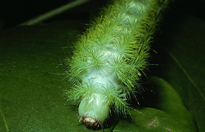 Fig. 24. Vista de la cabeza de <i>Automeris paulheberti</i> (Saturniidae), último estadio. Voucher: 03-SRNP-14461-DHJ76299.jpg