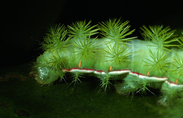 Fig. 26. Vista lateral de la parte trasera de <i>Automeris paulheberti</i> (Saturniidae), último estadio. Voucher: 03-SRNP-14461-DHJ76308.jpg