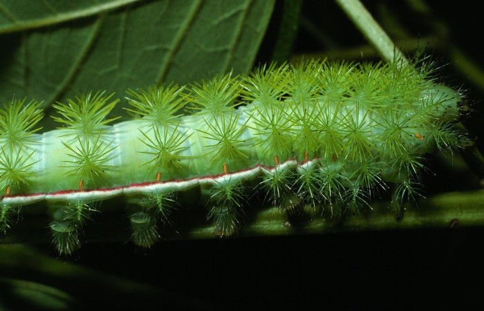 Fig. 25. Vista lateral del tórax de <i>Automeris paulheberti</i> (Saturniidae), último estadio. Voucher: 03-SRNP-14461-DHJ76312.jpg