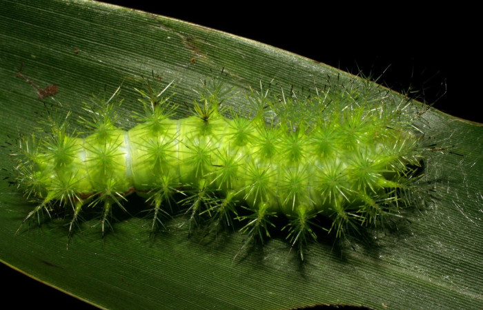 Fig.15. Vista dorsal de larva de <i>Automeris paulheberti</i> (Saturniidae), PU estadio, alimentándose de <i>Lasiacis procerrima</i> (Poaceae). Voucher: 06-SRNP-30708-DHJ412334.jpg