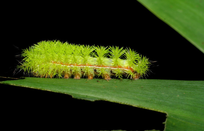 Fig. 17. Vista lateral de <i>Automeris paulheberti</i> (Saturniidae). PU estadio. Voucher: 06-SRNP-30708-DHJ412339.jpg