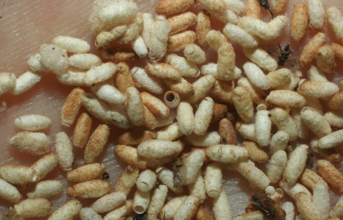 Fig. 38. Capullos eclosionados de Braconidae, avispas parásitas en larva de <i>Automeris postalbida</i>, (Saturniidae). Voucher: 07-SRNP-1871-DHJ452657.jpg       