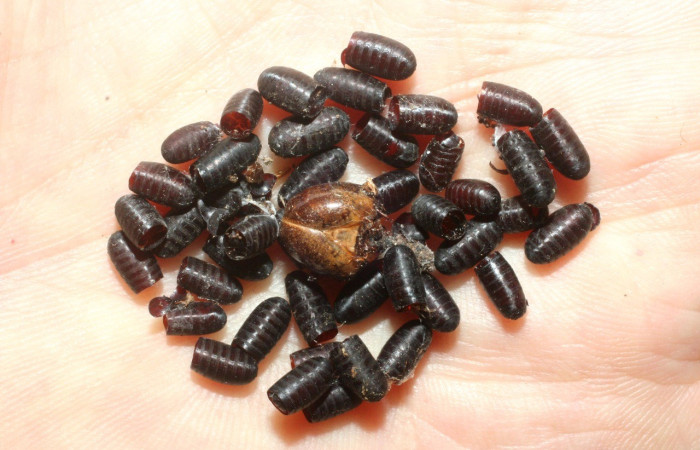 Fig. 39. Puparios de Tachinidae <i>Patelloa</i> xanthuraDHJ05, moscas parásitas en larva de <i>Automeris postalbida</i> (Saturniidae). Voucher: 08-SRNP-2414-DHJ453185.jpg        