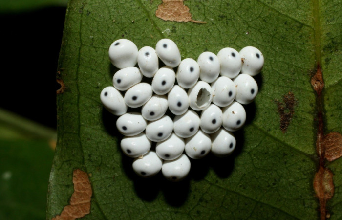 Fig. 5. Grupo de huevos de <i>Automeris postalbida</i> (Saturniidae). Voucher: 14-SRNP-35066-DHJ490507.jpg