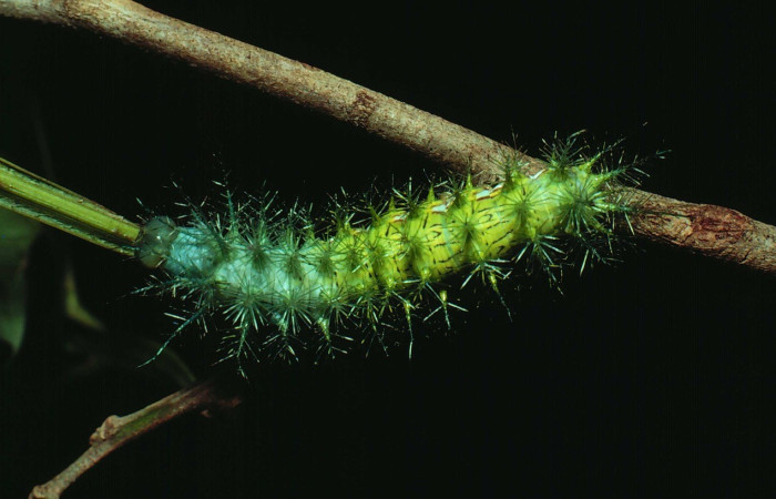 Fig. 29. Vista dorsal de larva de <i>Automeris zozimanaguana</i> (Saturniidae), último estadio. Voucher: 80-SRNP-1-DHJ902.jpg