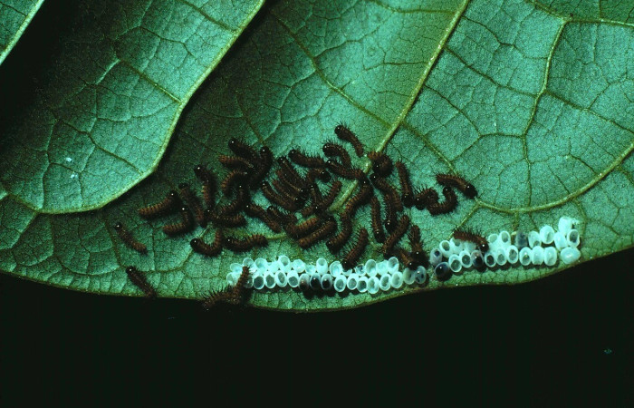 Fig.8. Grupo de larvas <i>Automeris zozimanaguana</i> (Saturniidae) recién eclosionadas, primer estadio. Voucher: 81-SRNP-203-DHJ2180.jpg     