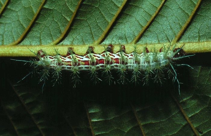 Fig. 19. Vista dorsal de larva de <i>Automeris zozimanaguana</i> (Saturniidae), último estadio. Voucher: 81-SRNP-510-DHJ2691.jpg