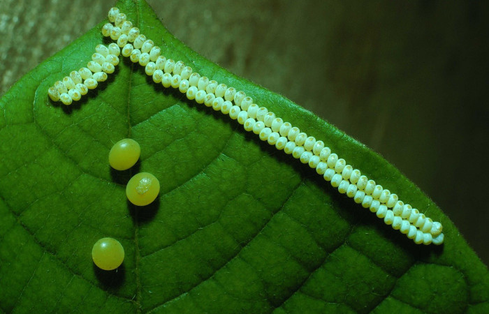 Fig. 4. Cada larva pone sus huevos de distinta manera como se nota con <i>Automeris zozimanaguana</i> (Saturniidae). Voucher: 82-SRNP-85-DHJ3551.jpg