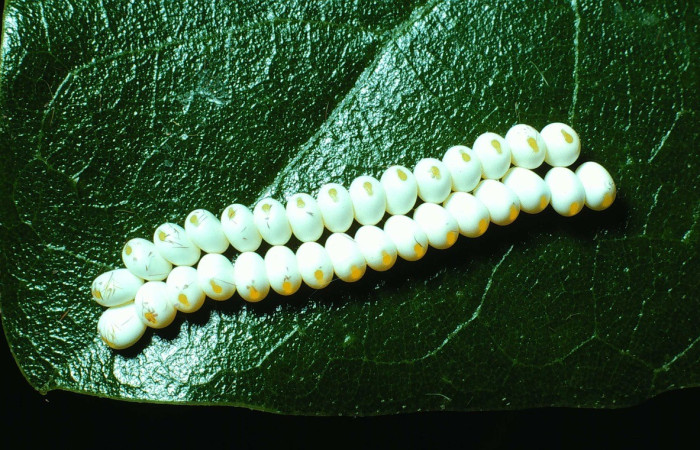 Fig. 1. Aquí vemos la forma de postura de <i>Automeris paulheberti</i> (Saturniidae). Voucher: 83-SRNP-734-DHJ5596.jpg