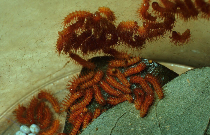 Fig. 6. Grupo de larvas de <i>Automeris paulheberti</i> (Saturniidae), en primer estadio. Voucher: 83-SRNP-734-DHJ5599.jpg       