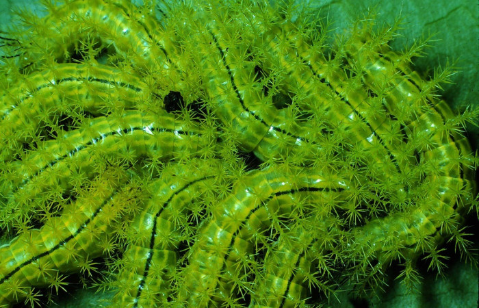 Fig. 12. Grupo de <i>Automeris tridens</i> (Saturniidae), en tercer estadio. Voucher: 84-SRNP-1128-DHJ7872.jpg