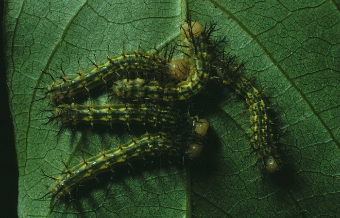 Fig. 13. Grupo de <i>Automeris postalbida</i> (Saturniidae). Voucher: 89-SRNP-610-DHJ11503.jpg.