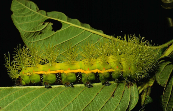 Fig. 20. Vista lateral de <i>Automeris belti</i> (Saturniidae), en planta hospedera <i>Psidium guajava</i> (introducido) (Myrtaceae). Voucher: 93-SRNP-3773-DHJ27036.jpg