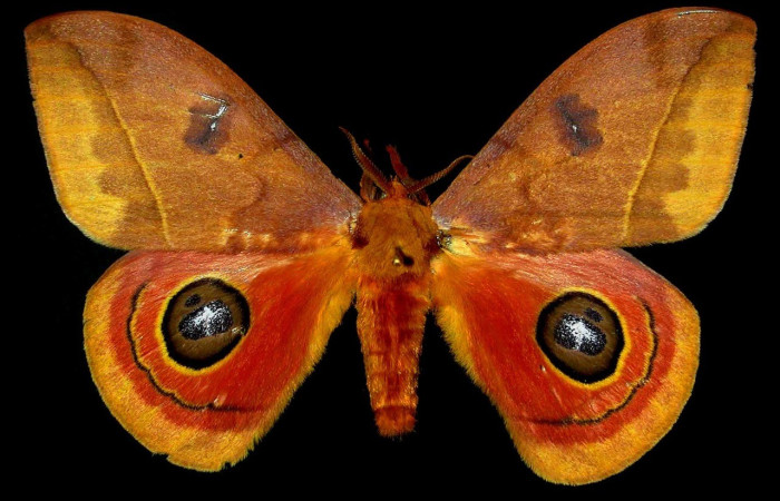 Fig. 56. Vista dorsal de macho adulto de <i>Automeris tridens</i> (Saturniidae). Vista dorsal. Voucher: 93-SRNP-8807-DHJ31110.