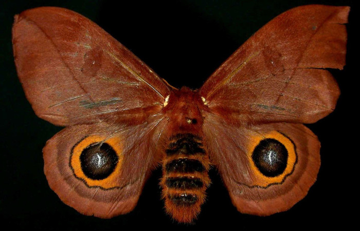 Fig. 54. Vista dorsal de adulto hembra de <i>Automeris zozimanaguana</i> (Saturniidae). Vista dorsal. Voucher: 94-SRNP-10071-DHJ31124
