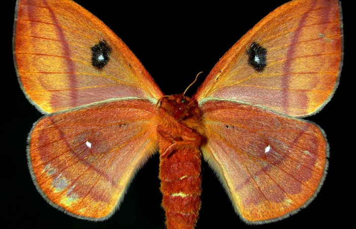 Fig. 43. Vista ventral de adulto hembra de <i>Automeris paulheberti</i> (Saturniidae). Voucher: 94-SRNP-5961.6-DHJ31061     
