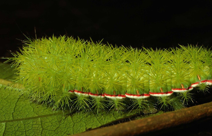Fig. 21. Vista lateral de <i>Automeris managuana</i> (Saturniidae). PU estadio; larva colectada en Sendero Circular, en Sector Cacao.Voucher: 97-SRNP-1794- DHJ41758.jpg