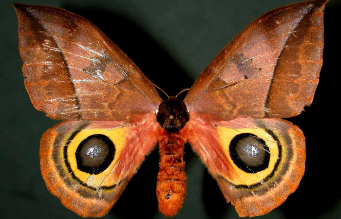 Fig. 63. Vista dorsal de macho de <i>Automeris belti</i> (Saturniidae). Vista dorsal. Voucher: 97-SRNP-6123-DHJ31050