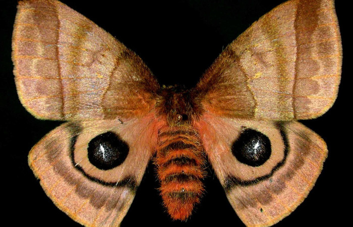 Fig. 62. Vista dorsal de hembra de <i>Automeris celata</i> (Saturniidae). Vista dorsal. Voucher: 97-SRNP-6418-DHJ31056