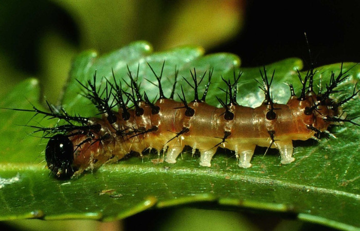 Fig. 10. Larva de <i>Automeris banus</i> (Saturniidae), segundo estadio, en planta hospedera <i>Weinmannia wercklei</i> (Cunoniaceae). Voucher: 97-SRNP-681.05-DHJ40303.jpg