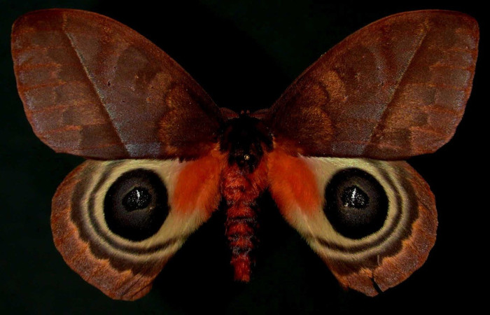 Fig. 58. Vista dorsal de macho de <i>Automeris postalbida</i> (Saturniidae). Vista dorsal. Voucher: 98-SRNP-6669-DHJ31098