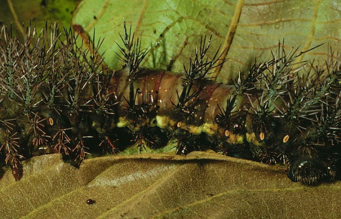 Fig. 34. Vista lateral de <i>Automeris banus</i> (Saturniidae), último estadio; larva colectada en Sendero Pinyal, Sector San Cristobal, en planta hospedera Inga oerstediana Fabaceae. Voucher: 99-SRNP-12548-DHJ51880.jpg