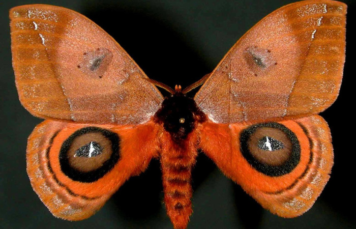 Fig. 66. Adulto macho de <i>Automeris banus</i> (Saturniidae). Vista dorsal. Voucher: 99-SRNP-1901-DHJ31044